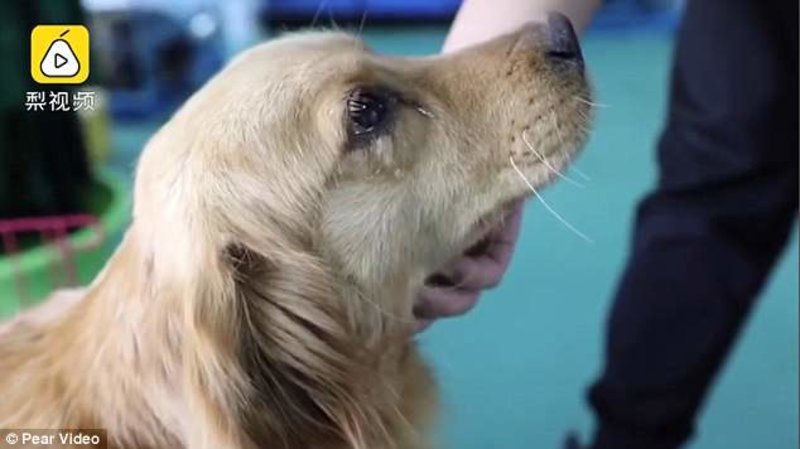 Ελιωσε το Διαδίκτυο με τον σκύλο που τον έσωσαν από σφαγή -Θα τον έτρωγαν στην Κίνα [βίντεο] | iefimerida.gr 0