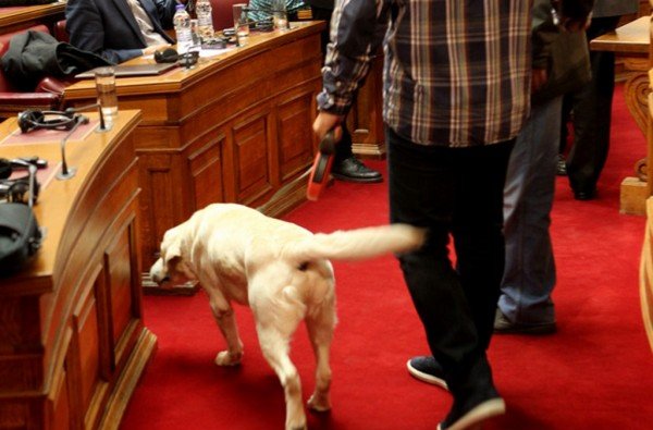 Ο σκύλος της Βουλής -Ενα κατάλευκο λαμπραντόρ στην ΚΟ του ΣΥΡΙΖΑ! [εικόνες] | iefimerida.gr 0