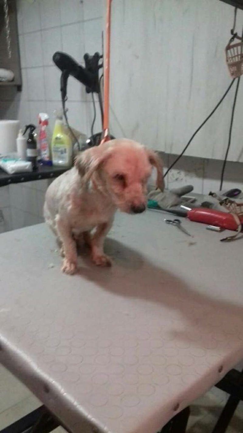 Πρόστιμο 30.000 ευρώ σε 62χρονο που περιέλουσε σκυλάκι με πετρέλαιο [εικόνες] | iefimerida.gr 2