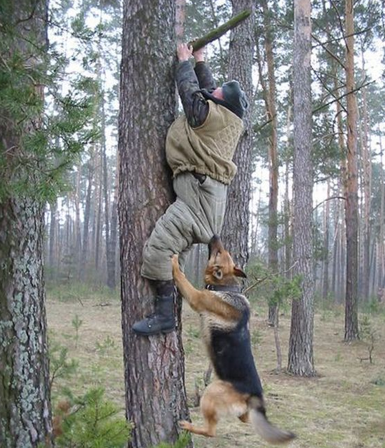 Όταν τα ζώα επιτίθενται εκεί που δεν το περιμένεις! [εικόνες] | iefimerida.gr 10
