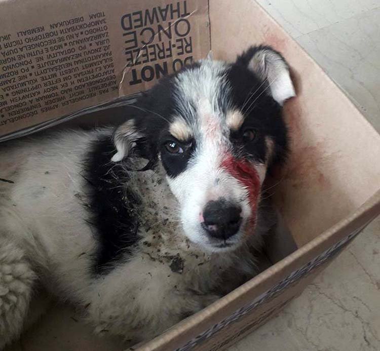 30.000 ευρώ πρόστιμο σε άνδρα που χτύπησε με λοστό σκύλο στην Λάρισα [εικόνες] | iefimerida.gr 2