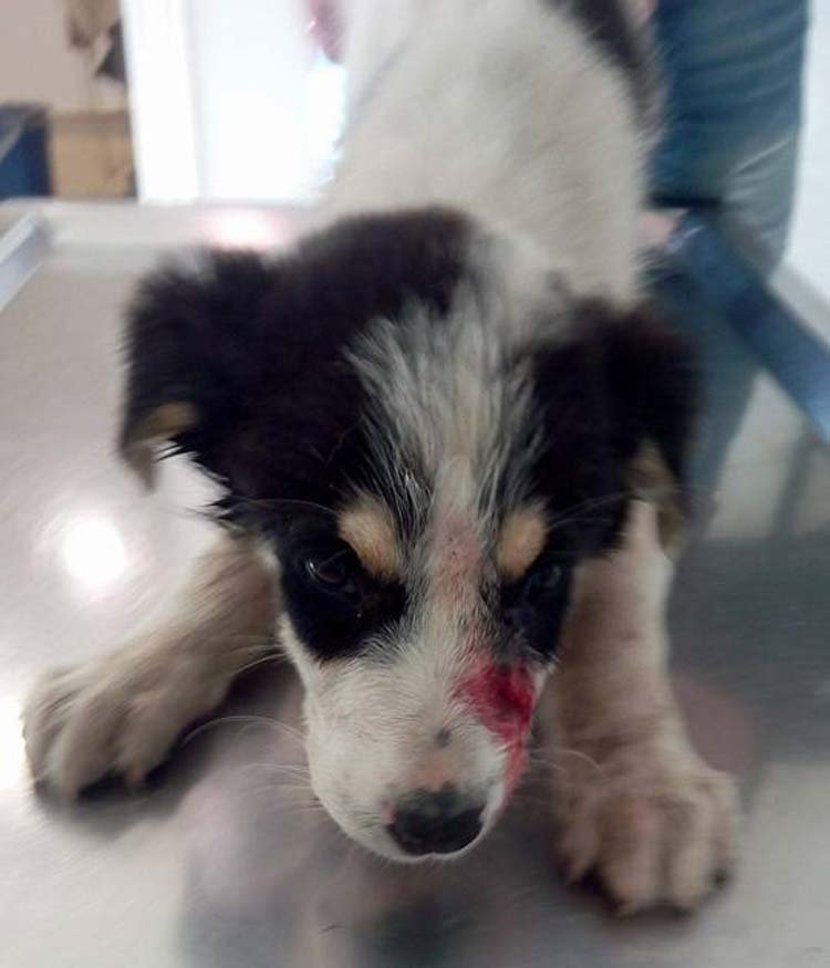 30.000 ευρώ πρόστιμο σε άνδρα που χτύπησε με λοστό σκύλο στην Λάρισα [εικόνες] | iefimerida.gr 1