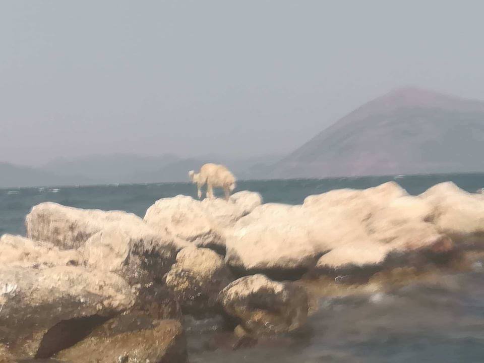 Καρέ- καρέ η επιχείρηση διάσωσης σκύλου στην Πάτρα που έπεσε στην θάλασσα [βίντεο] | iefimerida.gr 0