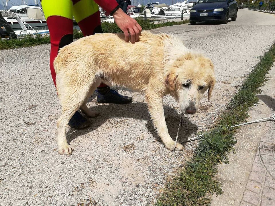 Καρέ- καρέ η επιχείρηση διάσωσης σκύλου στην Πάτρα που έπεσε στην θάλασσα [βίντεο] | iefimerida.gr 1