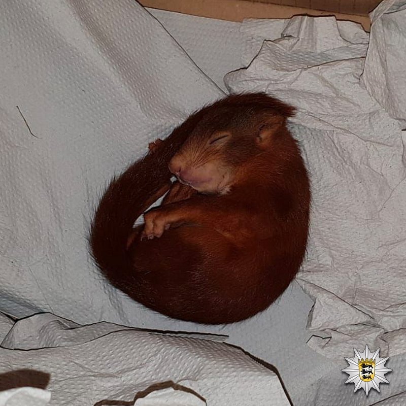 Καρλσρούη: Πήρε την αστυνομία επειδή τον κυνηγούσε μικρός σκίουρος -«Παραδόθηκε» ο δράστης [εικόνα] | iefimerida.gr 0