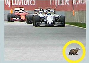 Ενας σκίουρος κόντεψε να τινάξει στον αέρα το Grand Prix του Καναδά [εικόνες] | iefimerida.gr 0