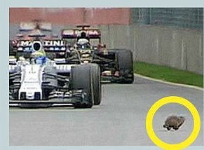 Ενας σκίουρος κόντεψε να τινάξει στον αέρα το Grand Prix του Καναδά [εικόνες] | iefimerida.gr 1