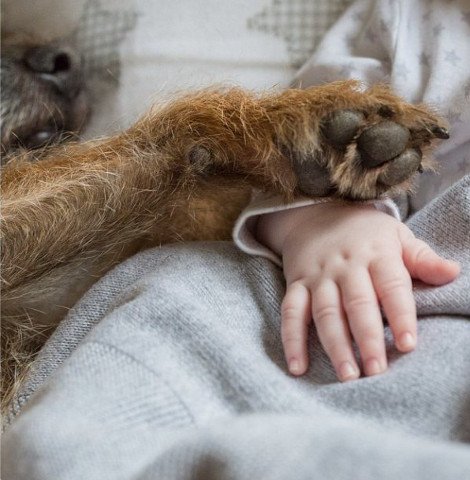 Η ιστορία της απόλυτης αθωότητας που λιώνει το Ιντερνετ -Ο σκύλος και το μωρό που κάνουν τα πάντα μαζί [εικόνες] | iefimerida.gr 17