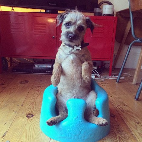 Η ιστορία της απόλυτης αθωότητας που λιώνει το Ιντερνετ -Ο σκύλος και το μωρό που κάνουν τα πάντα μαζί [εικόνες] | iefimerida.gr 20