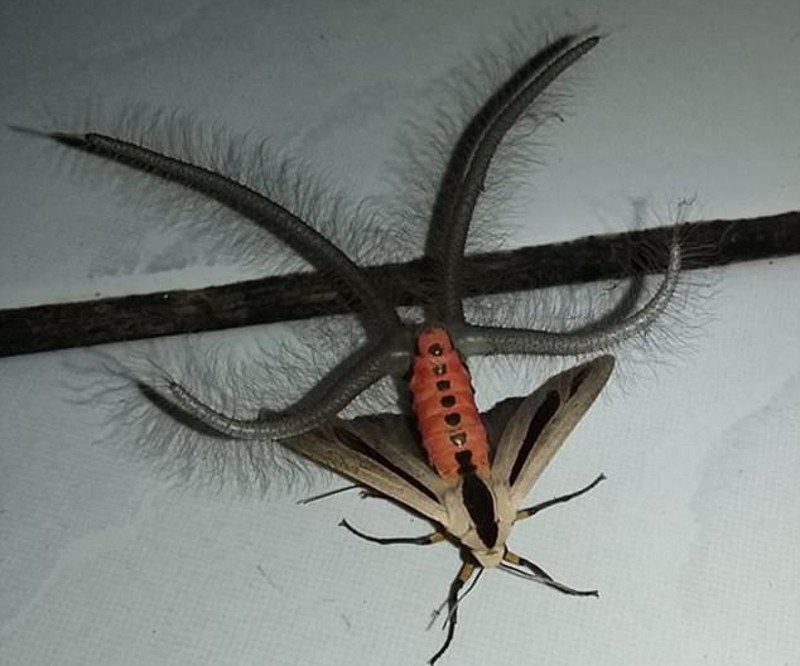 «Τρόμος» στην Αυστραλία: Αυτό το έντομο έχει σκορπίσει τον πανικό [εικόνα & βίντεο] | iefimerida.gr 0