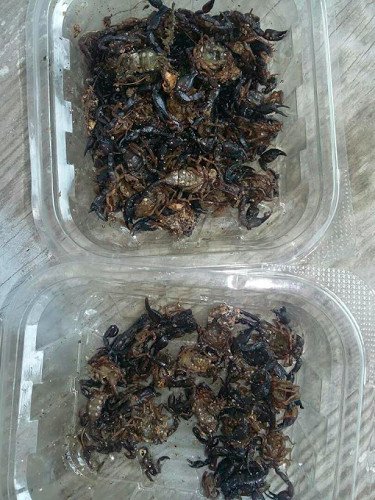 Aνάμεσα σε σκορπιούς μένουν πρόσφυγες σε καταυλισμό στα Γιάννενα [εικόνες] | iefimerida.gr 0