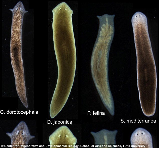 Άλλαξαν κεφάλια και εγκέφαλο σε σκουλήκια [εικόνες]  | iefimerida.gr 1