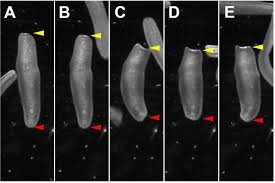 Άλλαξαν κεφάλια και εγκέφαλο σε σκουλήκια [εικόνες]  | iefimerida.gr 2
