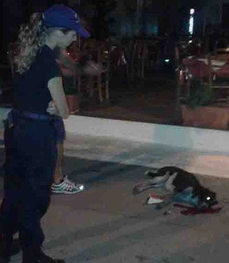 Κτηνωδία στην Εύβοια -Ιδιοκτήτης ταβέρνας σκότωσε αδέσποτο σκύλο [εικόνες] | iefimerida.gr 1