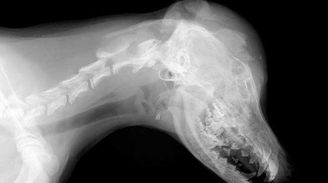 Κτηνωδία στην Εύβοια -Ιδιοκτήτης ταβέρνας σκότωσε αδέσποτο σκύλο [εικόνες] | iefimerida.gr 2