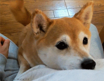 Ο λόγος που δεν πρέπει να αγκαλιάζετε τον σκύλο σας [εικόνες] | iefimerida.gr 0