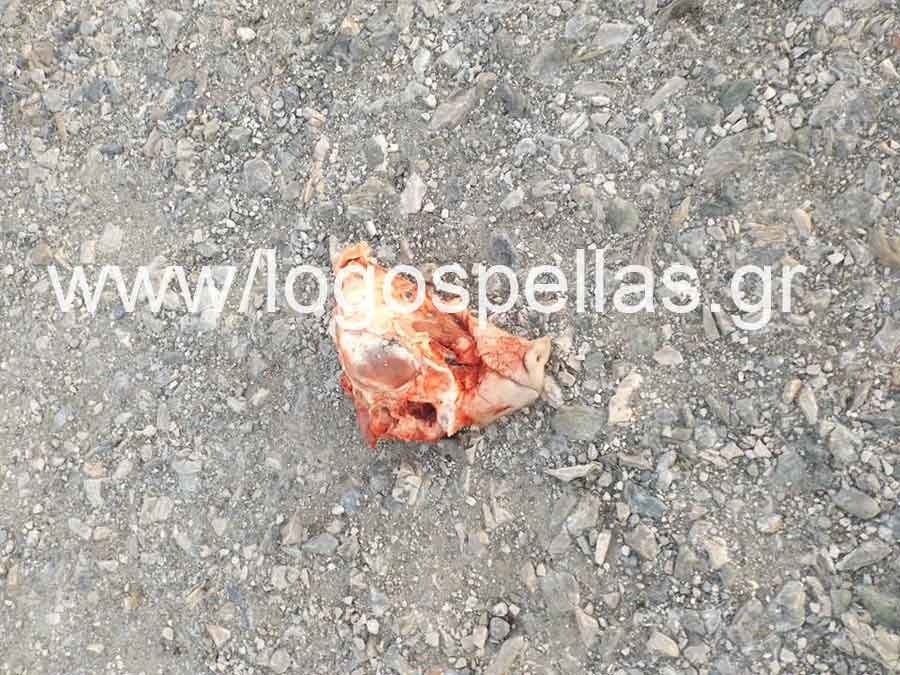 Εικόνες σοκ στη Σκύδρα -Εριξαν γουρονοκεφαλές σε στρατόπεδο για να μην πάνε εκεί πρόσφυγες [εικόνες] | iefimerida.gr 0