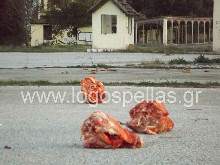 Εικόνες σοκ στη Σκύδρα -Εριξαν γουρονοκεφαλές σε στρατόπεδο για να μην πάνε εκεί πρόσφυγες [εικόνες] | iefimerida.gr 1