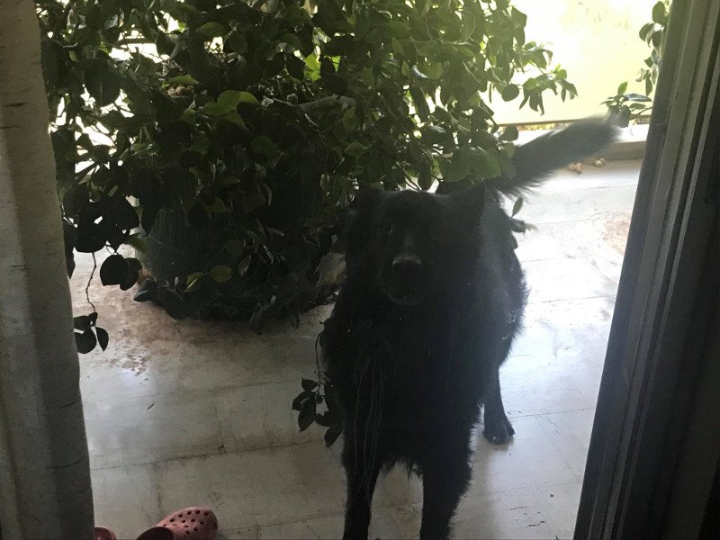 Θυσιάσαμε τα κοσμήματα, όχι το σκύλο- Θύματα ληστείας μιλούν στο iefimerida [βίντεο] | iefimerida.gr 0