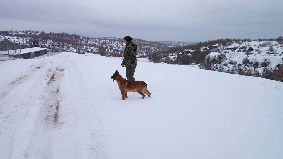Τα λυκόσκυλα του Στρατού εν δράσει -Κάνουν περιπολίες, στήνουν ενέδρες και πιάνουν εισβολείς [εικόνα] | iefimerida.gr 1