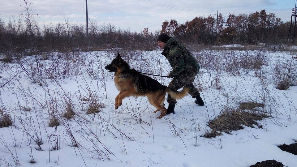 Τα λυκόσκυλα του Στρατού εν δράσει -Κάνουν περιπολίες, στήνουν ενέδρες και πιάνουν εισβολείς [εικόνα] | iefimerida.gr 2