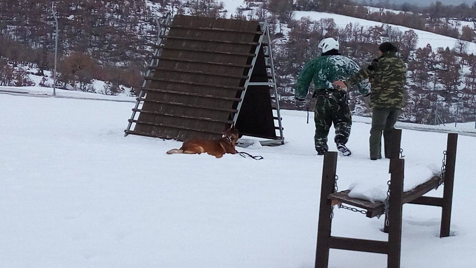 Τα λυκόσκυλα του Στρατού εν δράσει -Κάνουν περιπολίες, στήνουν ενέδρες και πιάνουν εισβολείς [εικόνα] | iefimerida.gr 3
