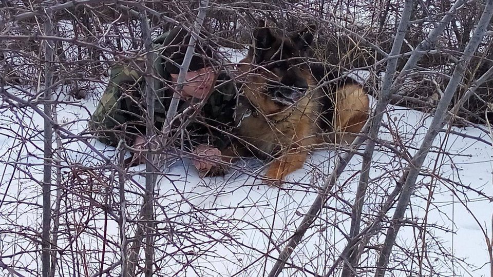 Τα λυκόσκυλα του Στρατού εν δράσει -Κάνουν περιπολίες, στήνουν ενέδρες και πιάνουν εισβολείς [εικόνα] | iefimerida.gr 4