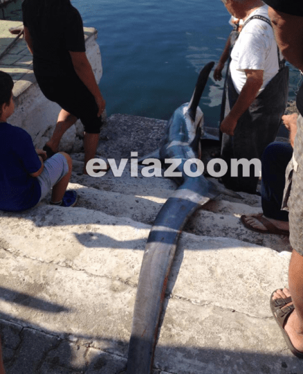 Επιασαν σκυλόψαρο 3,5 μέτρων στην Εύβοια -Δεν πίστευαν στα μάτια τους οι ψαράδες [εικόνες] | iefimerida.gr 0