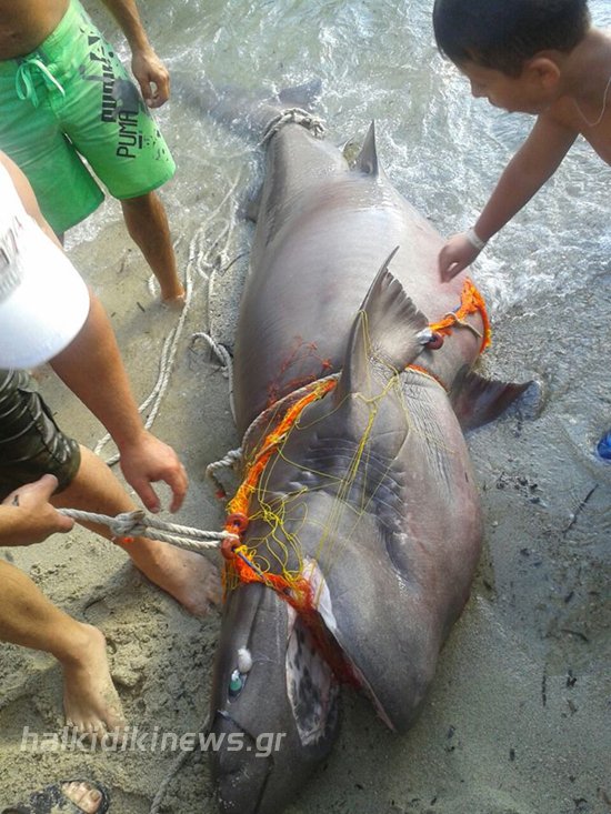 Επιασαν σκυλόψαρο 200 κιλών στη Χαλκιδική -Το μήκος του έφτανε στα 3 μέτρα [εικόνες] | iefimerida.gr 1