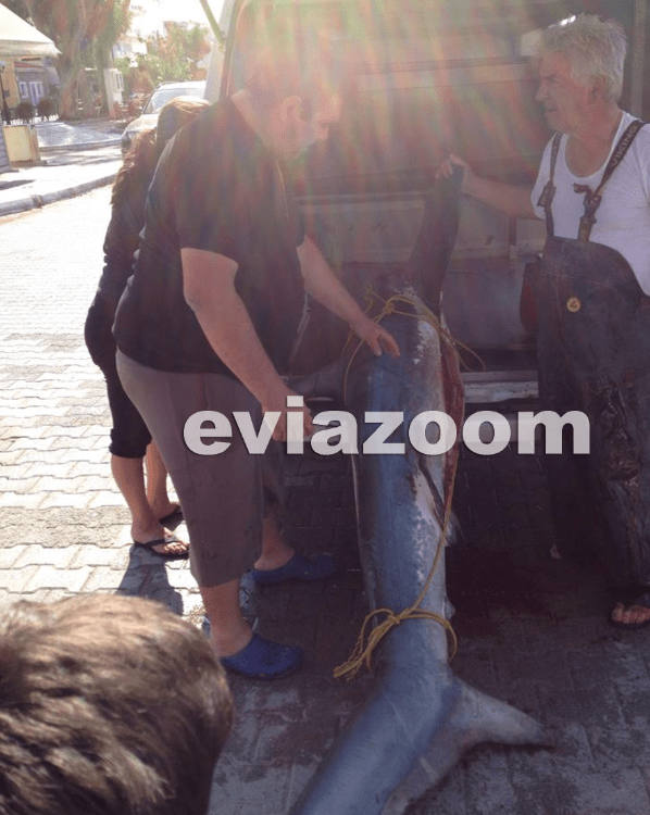 Επιασαν σκυλόψαρο 3,5 μέτρων στην Εύβοια -Δεν πίστευαν στα μάτια τους οι ψαράδες [εικόνες] | iefimerida.gr 1