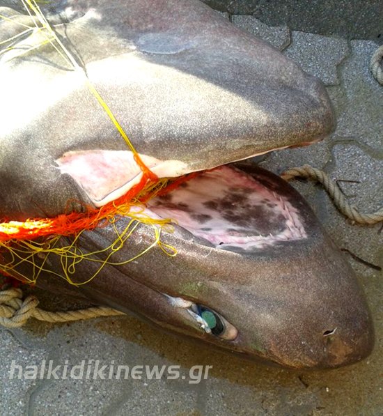 Επιασαν σκυλόψαρο 200 κιλών στη Χαλκιδική -Το μήκος του έφτανε στα 3 μέτρα [εικόνες] | iefimerida.gr 2