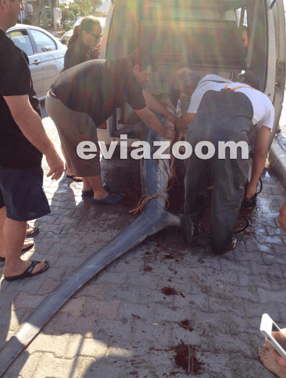 Επιασαν σκυλόψαρο 3,5 μέτρων στην Εύβοια -Δεν πίστευαν στα μάτια τους οι ψαράδες [εικόνες] | iefimerida.gr 2
