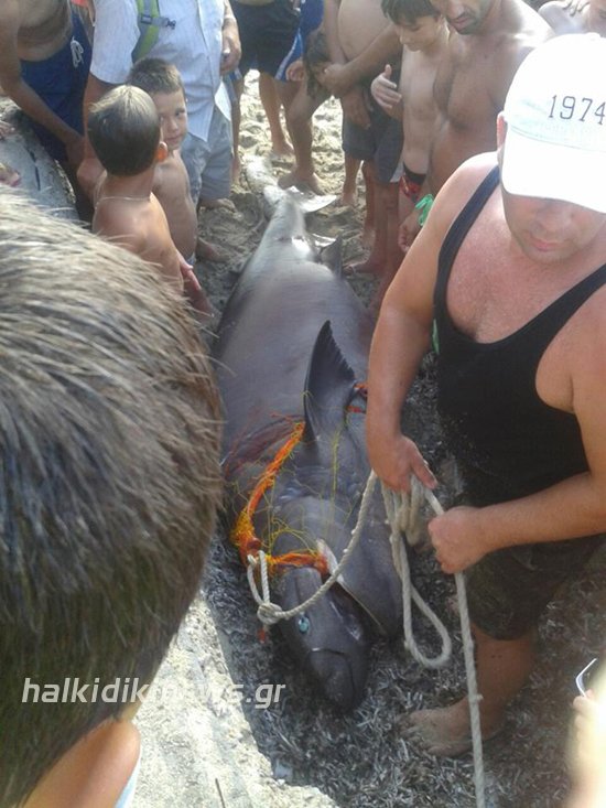 Επιασαν σκυλόψαρο 200 κιλών στη Χαλκιδική -Το μήκος του έφτανε στα 3 μέτρα [εικόνες] | iefimerida.gr 3