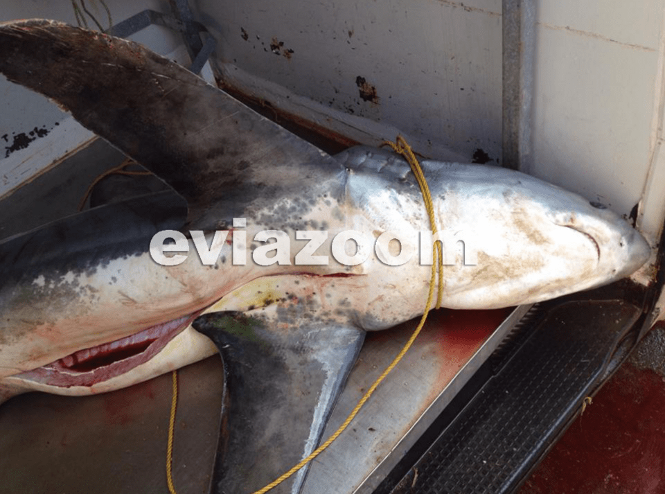 Επιασαν σκυλόψαρο 3,5 μέτρων στην Εύβοια -Δεν πίστευαν στα μάτια τους οι ψαράδες [εικόνες] | iefimerida.gr 3