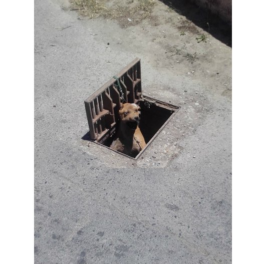 Φρίκη: Κρέμασαν σκύλο μέσα σε φρεάτιο στη Σούδα [εικόνα] | iefimerida.gr 0