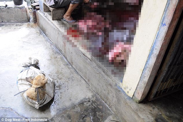 Ινδονησία: Δεμένα και φιμωμένα σκυλιά ετοιμάζονται για το σφαγείο  [σκληρές εικόνες] | iefimerida.gr 2