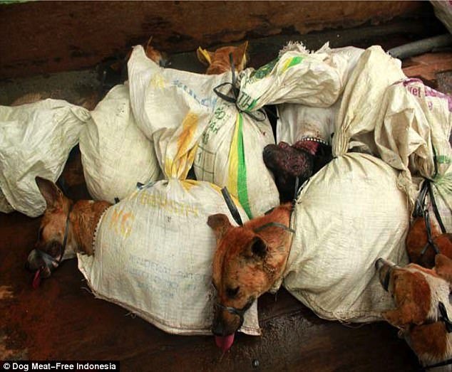 Ινδονησία: Δεμένα και φιμωμένα σκυλιά ετοιμάζονται για το σφαγείο  [σκληρές εικόνες] | iefimerida.gr 3