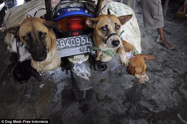 Ινδονησία: Δεμένα και φιμωμένα σκυλιά ετοιμάζονται για το σφαγείο  [σκληρές εικόνες] | iefimerida.gr 4