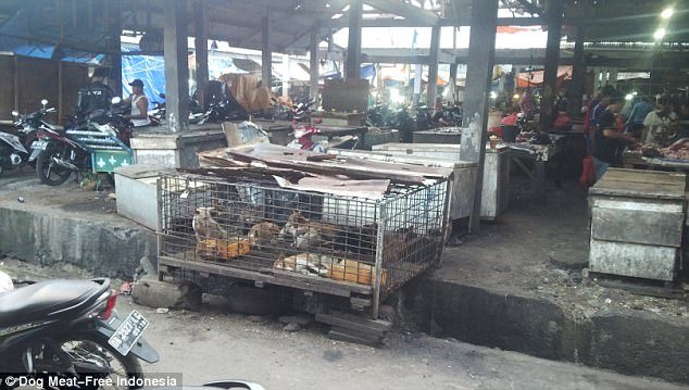 Ινδονησία: Δεμένα και φιμωμένα σκυλιά ετοιμάζονται για το σφαγείο  [σκληρές εικόνες] | iefimerida.gr 8