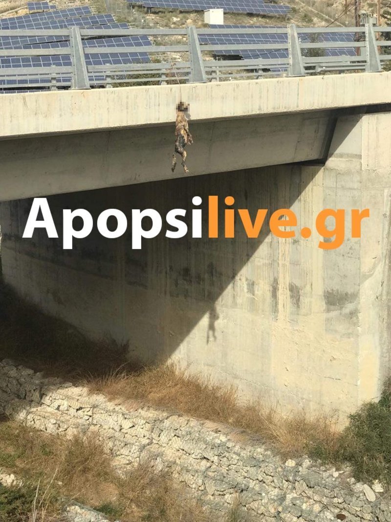 Νέα κτηνωδία στην Κρήτη: Κρέμασαν σκύλο σε γέφυρα [σκληρές εικόνες] | iefimerida.gr 1