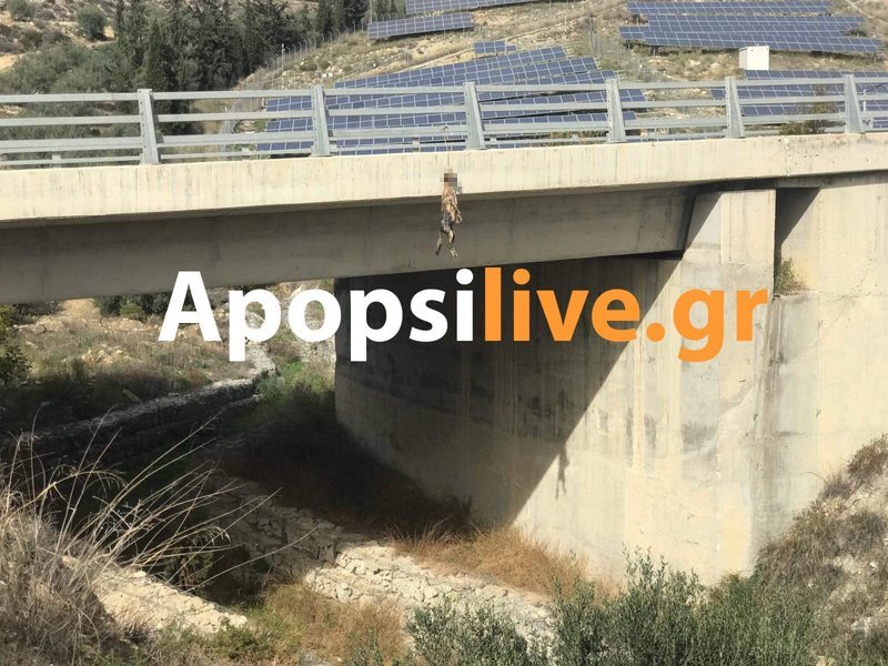 Νέα κτηνωδία στην Κρήτη: Κρέμασαν σκύλο σε γέφυρα [σκληρές εικόνες] | iefimerida.gr 2