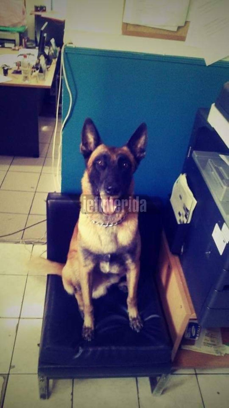 Ο Κανέλλος είναι ο τετράποδος... θρύλος του λιμενικού