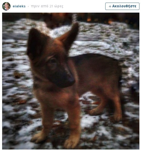 Οι Ρώσοι στέλνουν κουτάβι στη γαλλική αστυνομία -Στη θέση της Diesel που σκοτώθηκε στο Σεν Ντενί [εικόνες] | iefimerida.gr 0