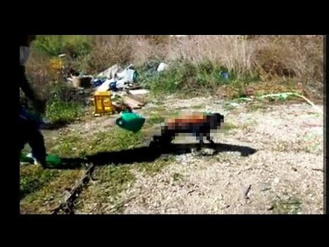 Εντοπίστηκαν οι δράστες της φρικαλεότητας στην Αρτα -Είχαν κάψει σκύλο ζωντανό και το είχαν ανεβάσει στο Facebook [εικόνες] | iefimerida.gr 0