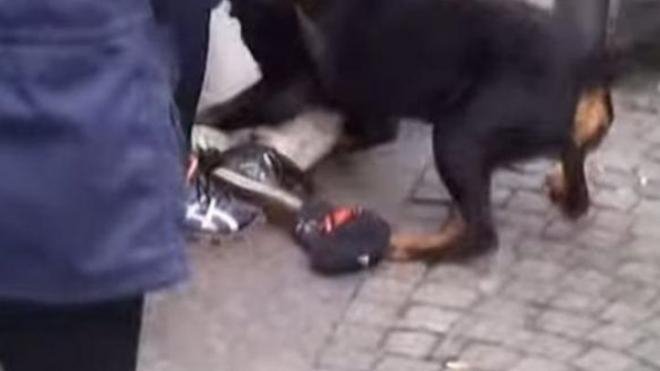 Πάτρα: Σκύλος επιτέθηκε σε νεαρό και τον τραυμάτισε  | iefimerida.gr 0