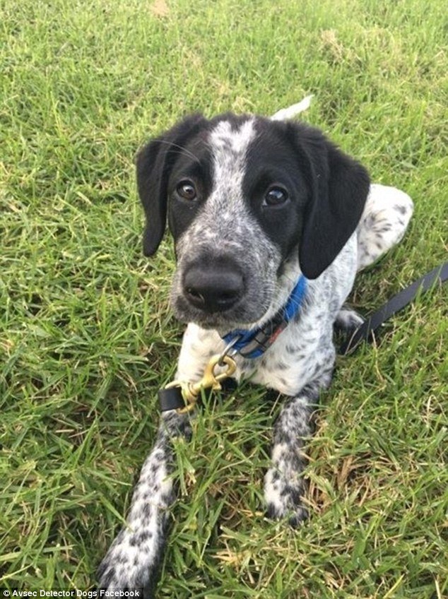 Nέα Ζηλανδία: Η αστυνομία σκότωσε σκύλο που εμπόδιζε την απογείωση αεροπλάνων [εικόνες] | iefimerida.gr 0