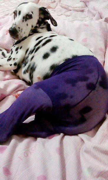 Σοκ - Με καλσόν και ψηλοτάκουνα ντύνουν τα σκυλιά τους οι Κινέζοι [εικόνες]  | iefimerida.gr 0