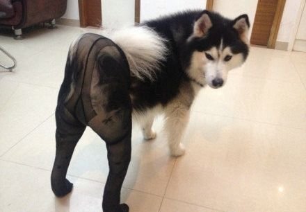 Σοκ - Με καλσόν και ψηλοτάκουνα ντύνουν τα σκυλιά τους οι Κινέζοι [εικόνες]  | iefimerida.gr 3