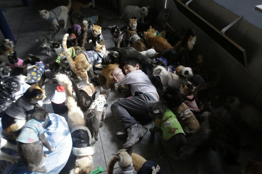 Ασυλο ανιάτων για γάτες έκανε το σπίτι της νοσοκόμα από το Περού: Φιλοξενεί 175 αιλουροειδή [εικόνες] | iefimerida.gr 1