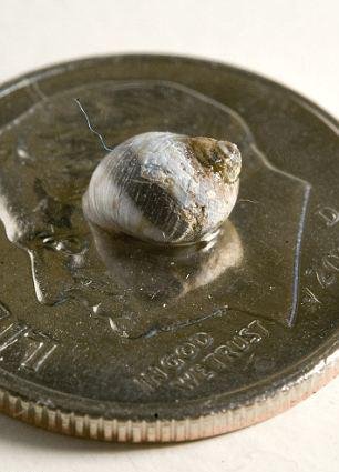 Θαλάσσιο σαλιγκάρι εκκολάφτηκε μέσα από πληγή στο πόδι ενός τετράχρονου αγοριού [εικόνες] | iefimerida.gr 1